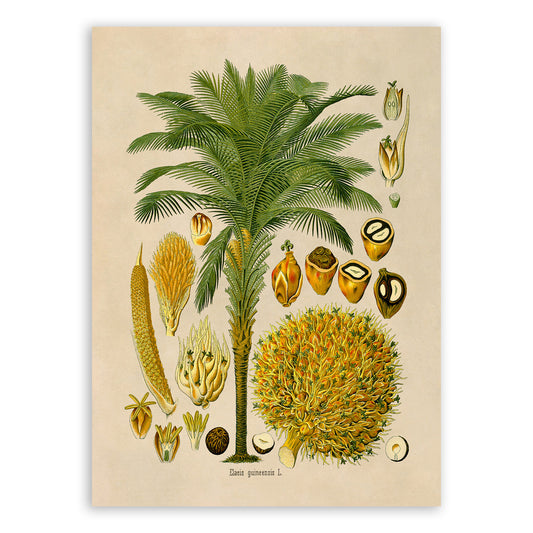 African Oil Palm Tree Botanical Illustration Print, MOBO279