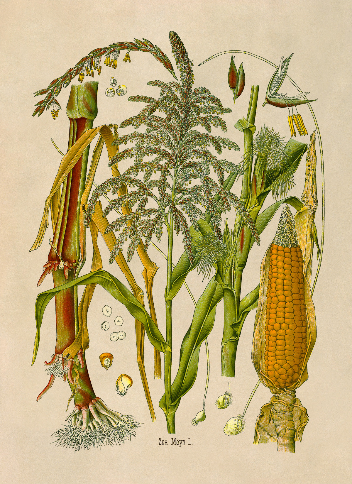 Corn Plant Botanical Illustration Print, MOBO280