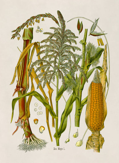 Corn Plant Botanical Illustration Print, MOBO280