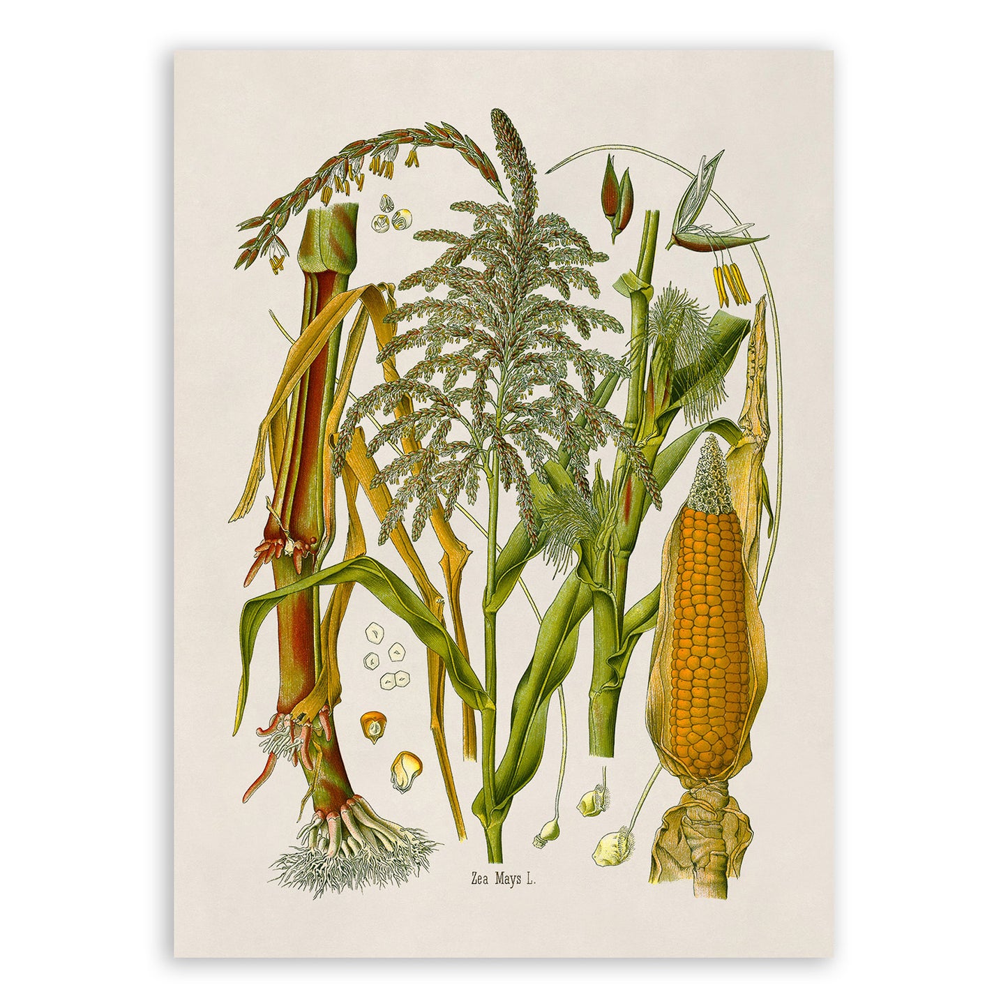 Corn Plant Botanical Illustration Print, MOBO280