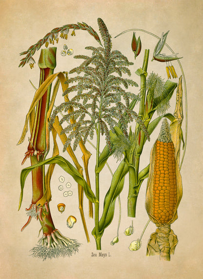 Corn Plant Botanical Illustration Print, MOBO280