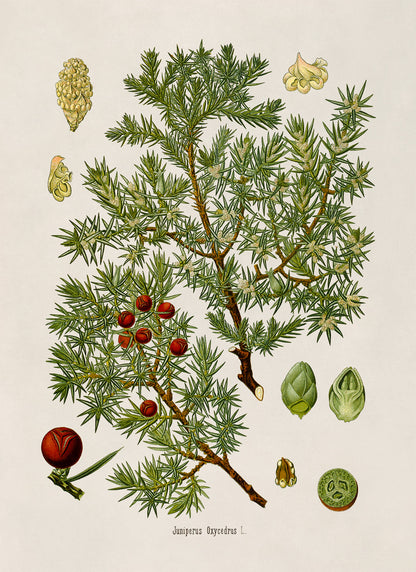 Cade Tree Botanical Illustration Print, MOBO281