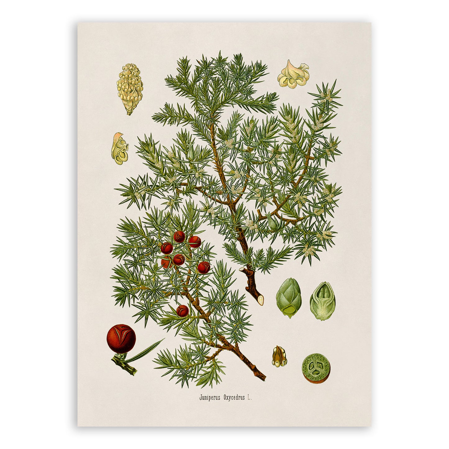 Cade Tree Botanical Illustration Print, MOBO281