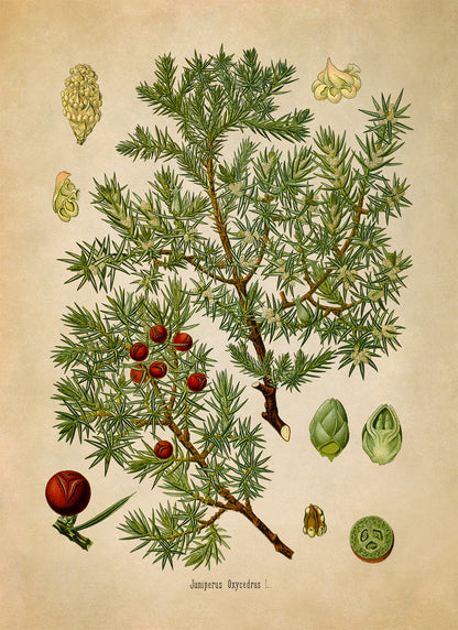 Cade Tree Botanical Illustration Print, MOBO281