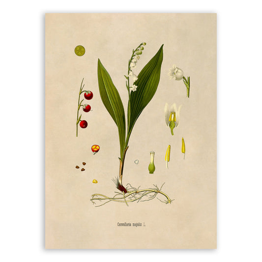 Lily Of The Valley Plant Botanical Illustration Print, MOBO282