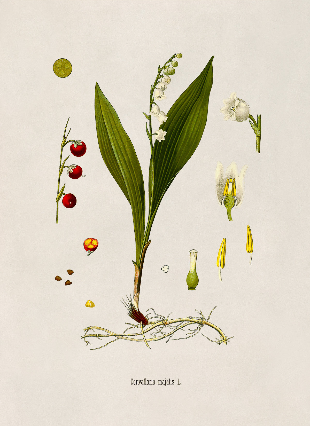 Lily Of The Valley Plant Botanical Illustration Print, MOBO282