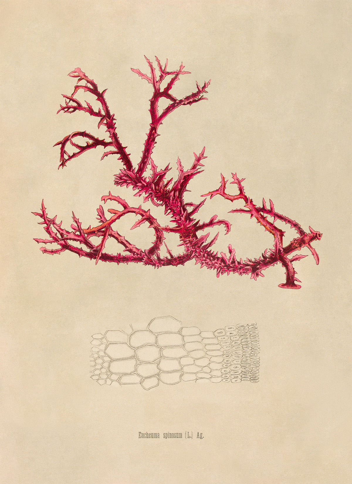 Sea Moss Plant Botanical Illustration Print, MOBO283