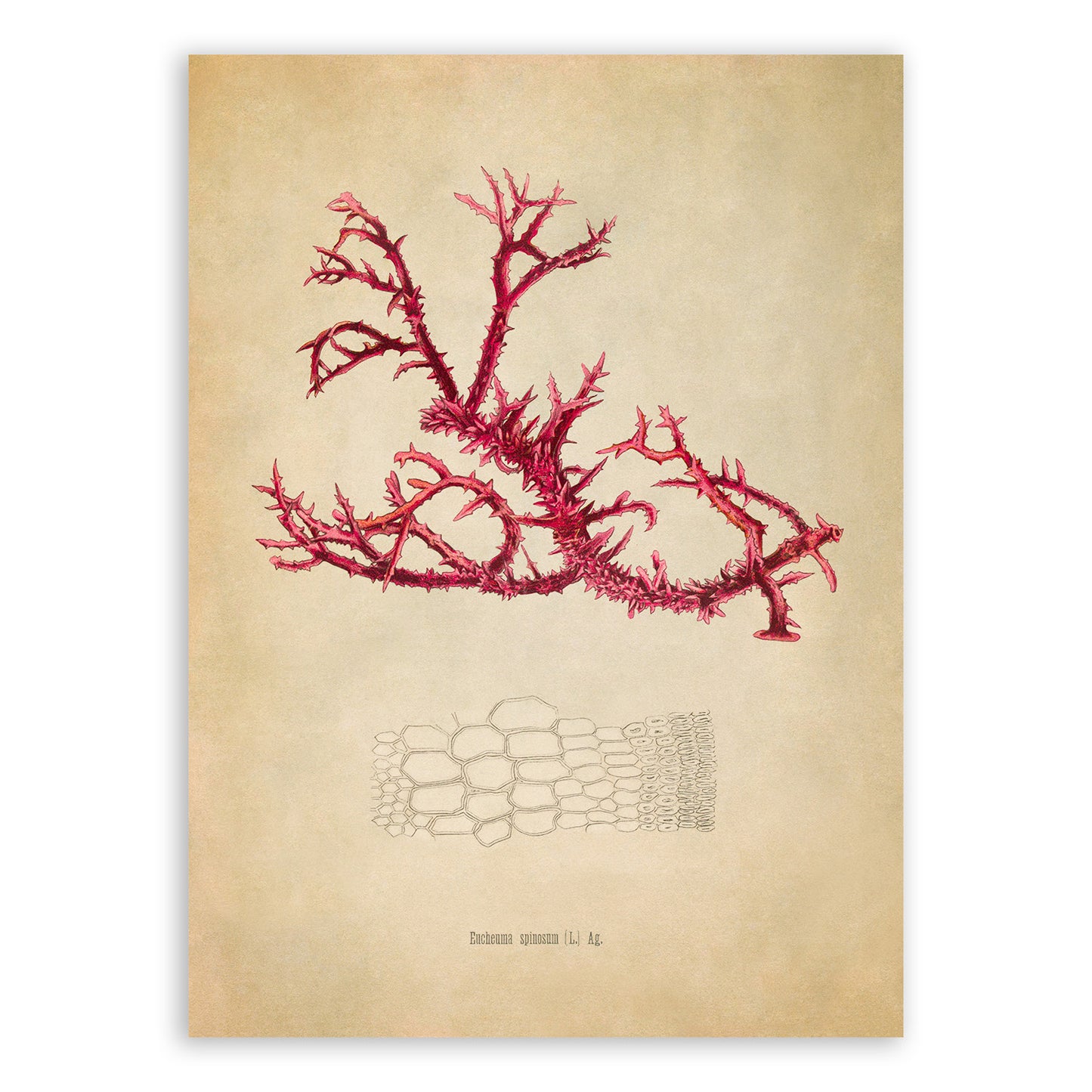 Sea Moss Plant Botanical Illustration Print, MOBO283