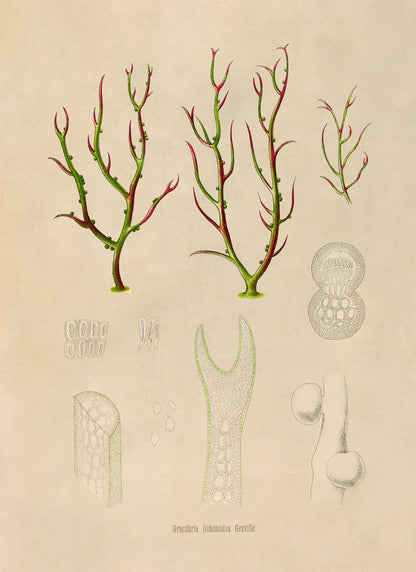 Red Algae Plant Botanical Illustration Print, MOBO284