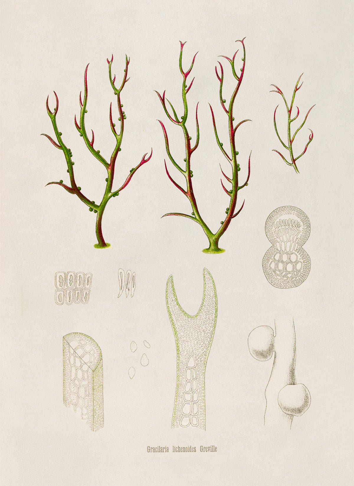 Red Algae Plant Botanical Illustration Print, MOBO284