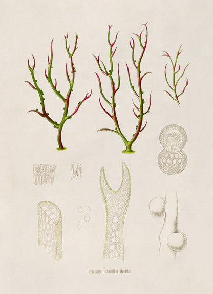 Red Algae Plant Botanical Illustration Print, MOBO284