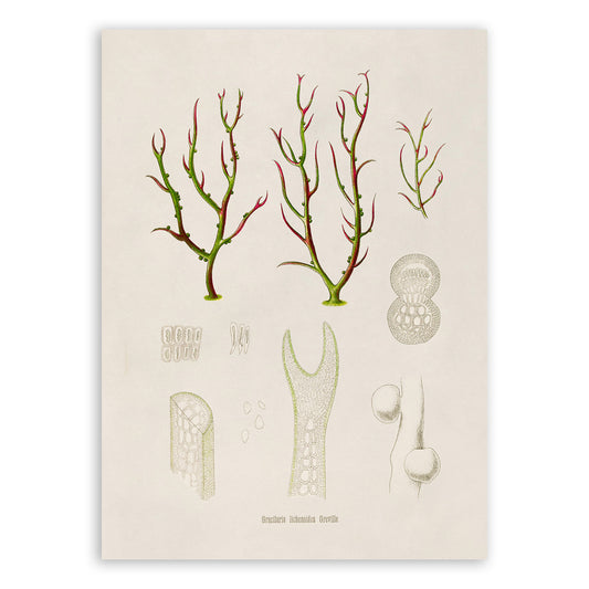 Red Algae Plant Botanical Illustration Print, MOBO284