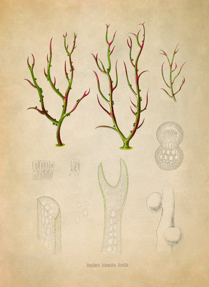 Red Algae Plant Botanical Illustration Print, MOBO284