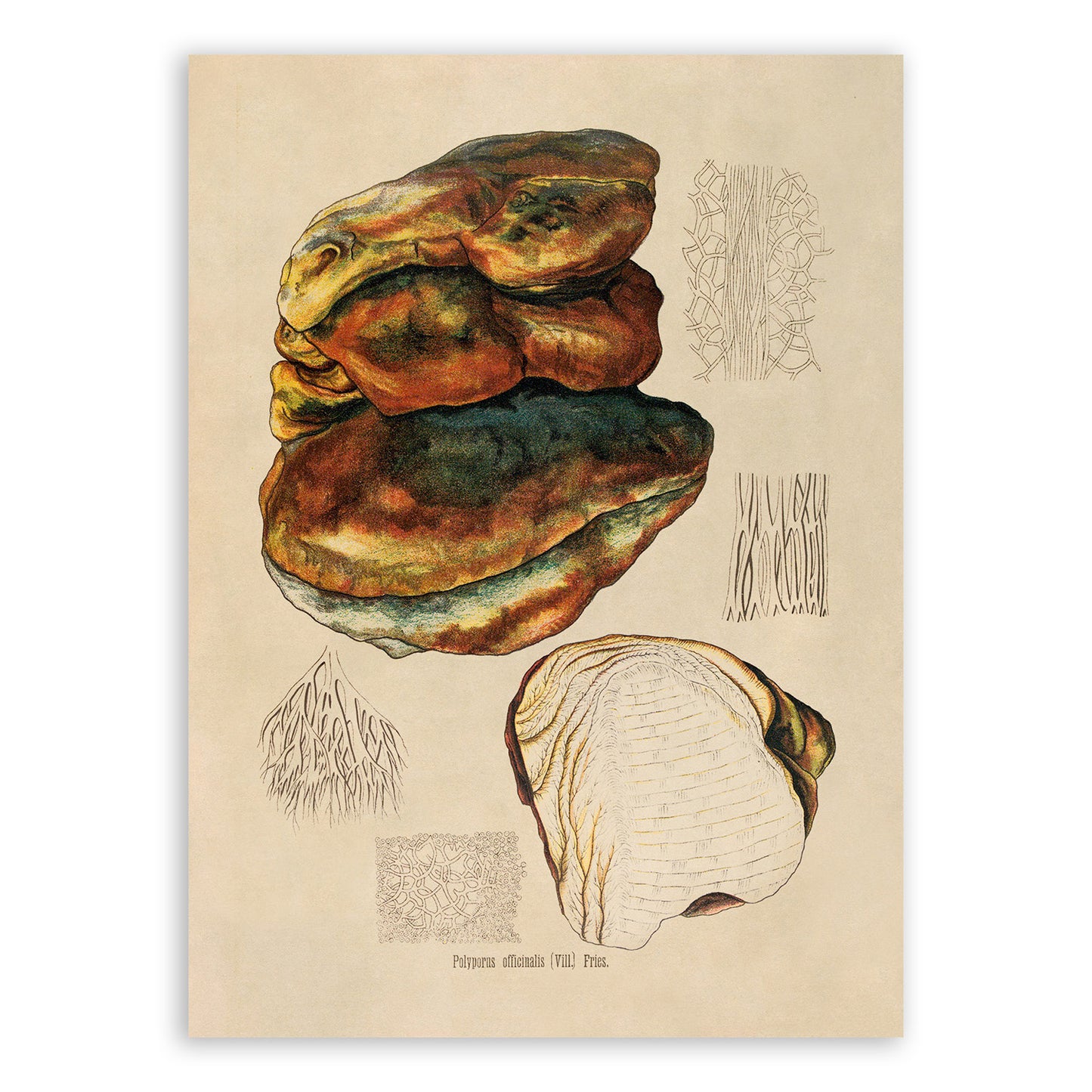 Fungi Plant Botanical Illustration Print, MOBO285