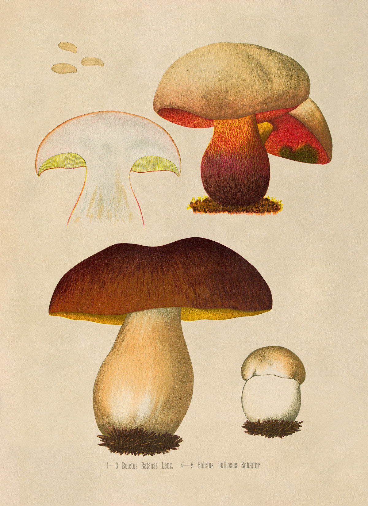 Mushroom Plant Botanical Illustration Print, MOBO286