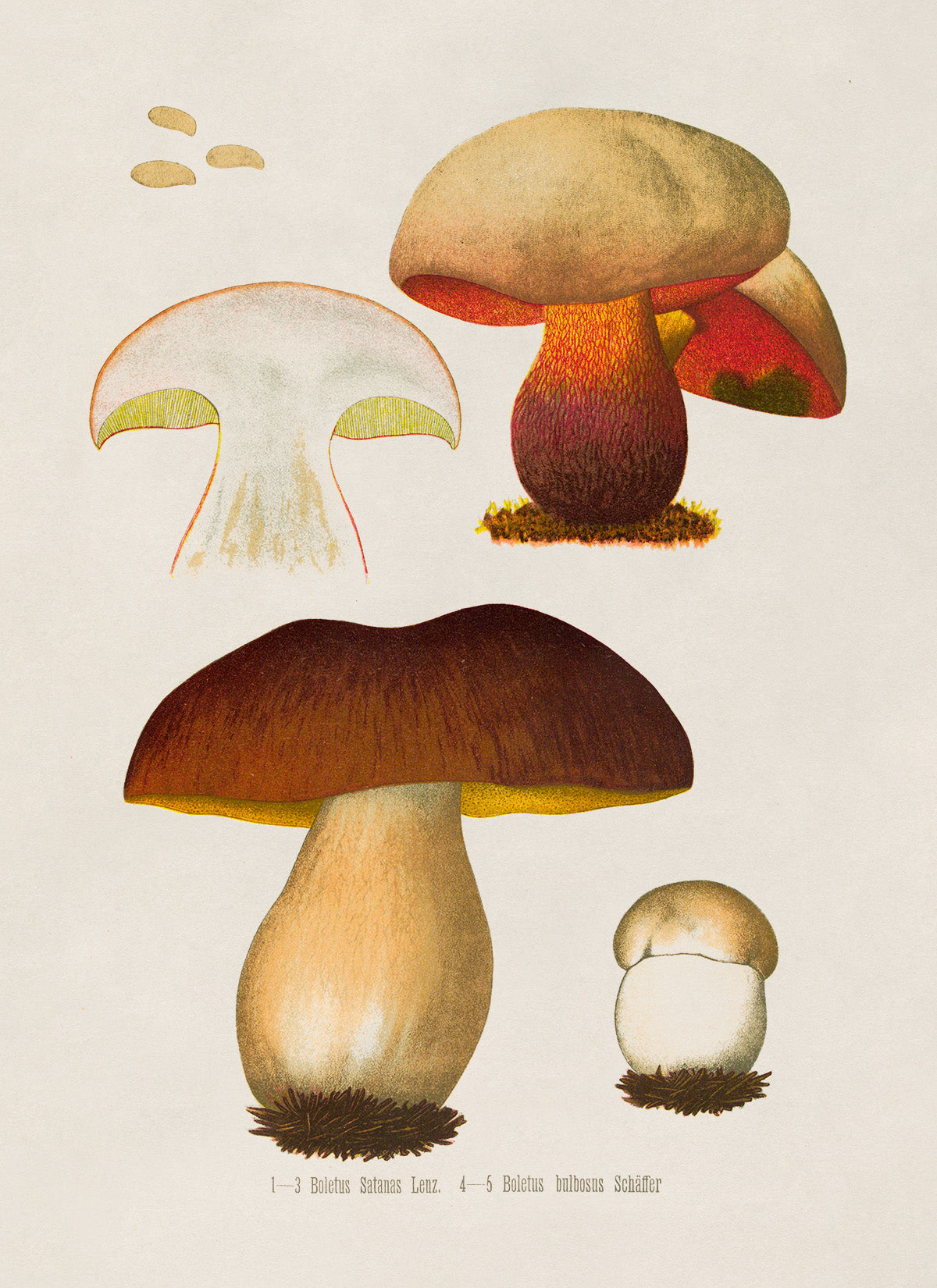 Mushroom Plant Botanical Illustration Print, MOBO286