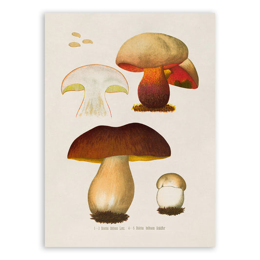 Mushroom Plant Botanical Illustration Print, MOBO286