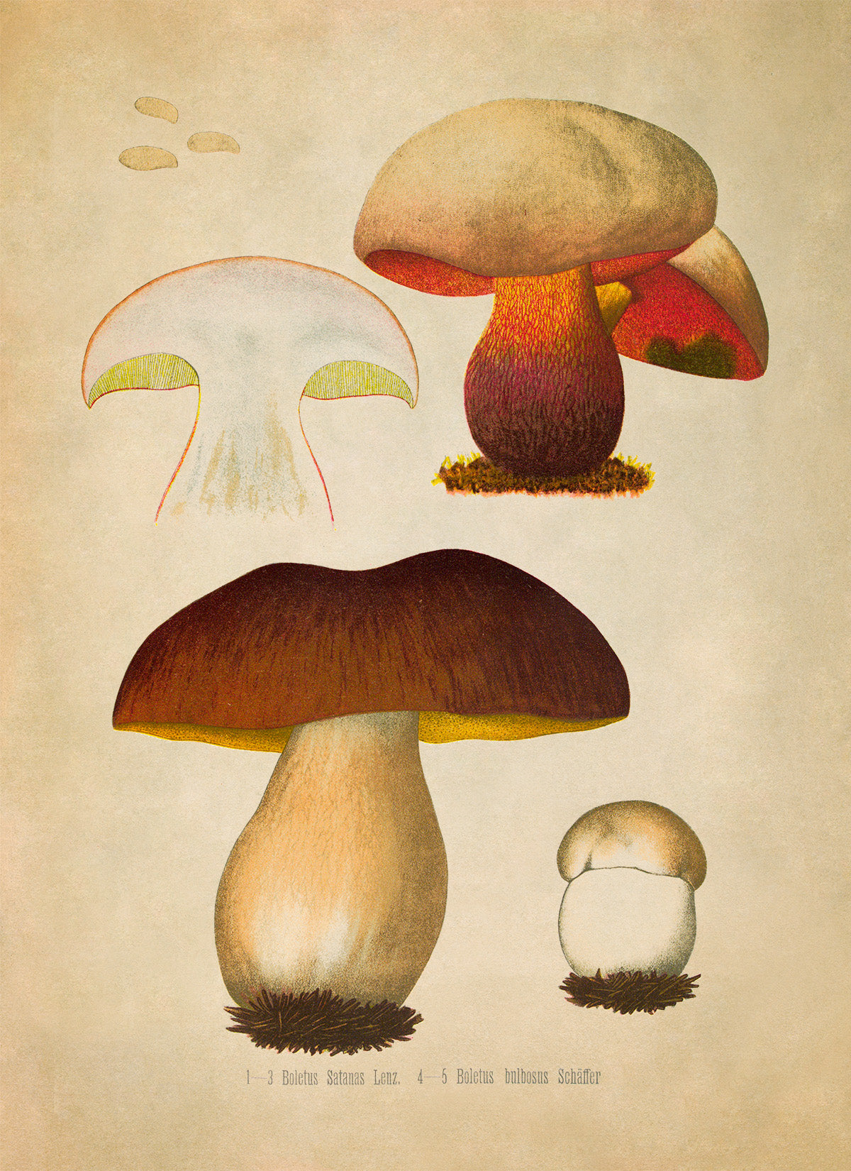 Mushroom Plant Botanical Illustration Print, MOBO286