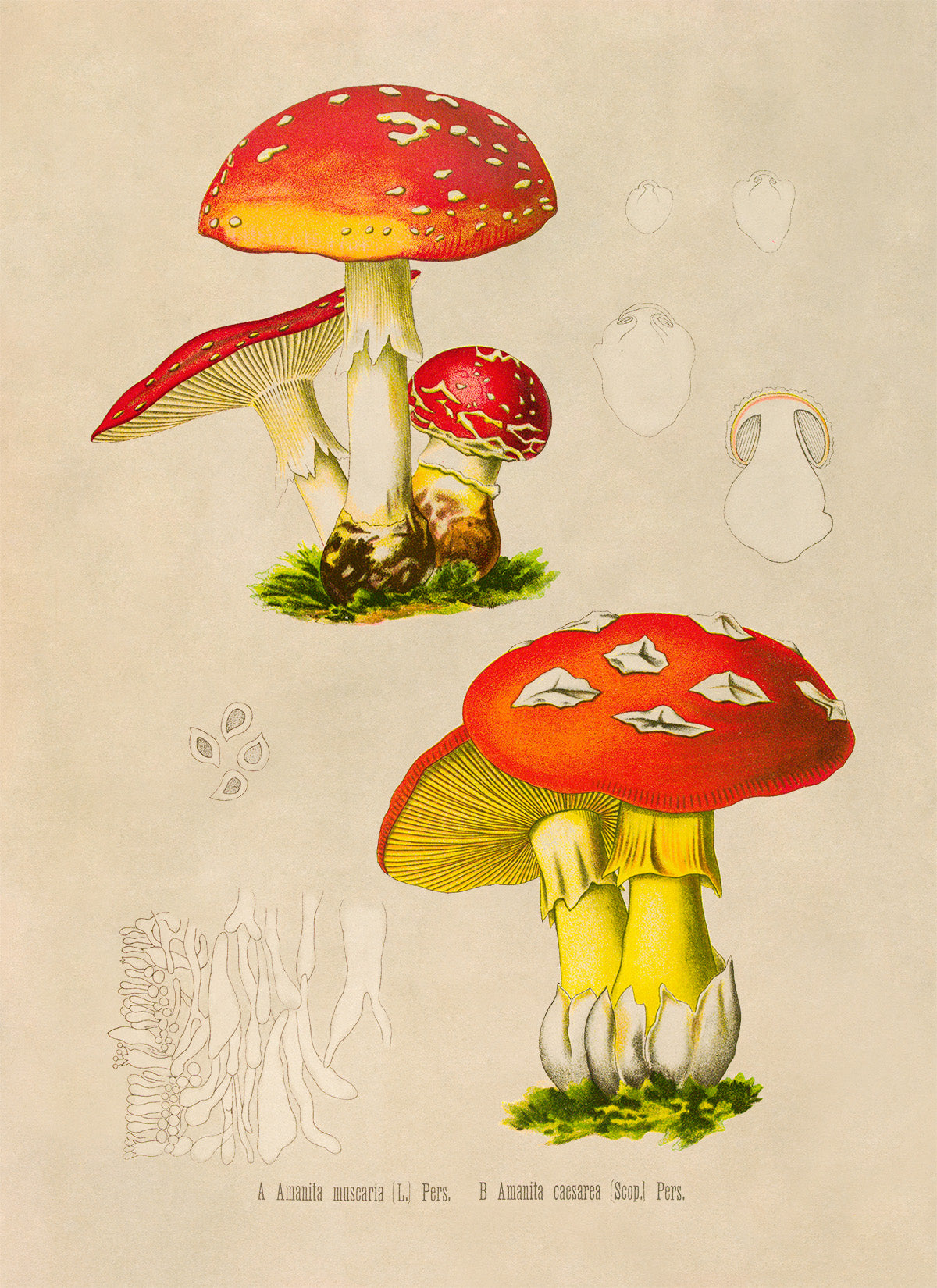 Magic Mushroom Plant Botanical Illustration Print, MOBO287