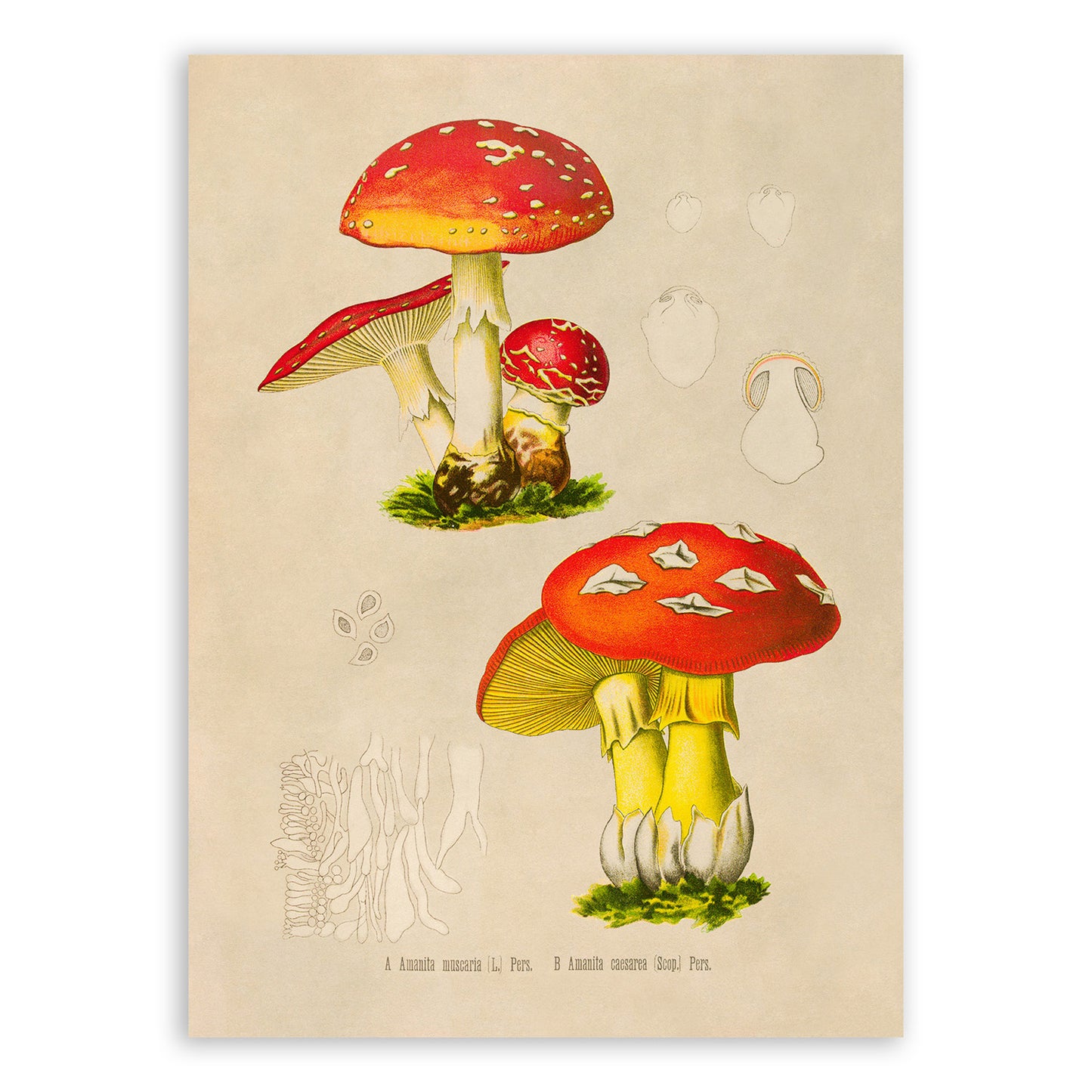 Magic Mushroom Plant Botanical Illustration Print, MOBO287