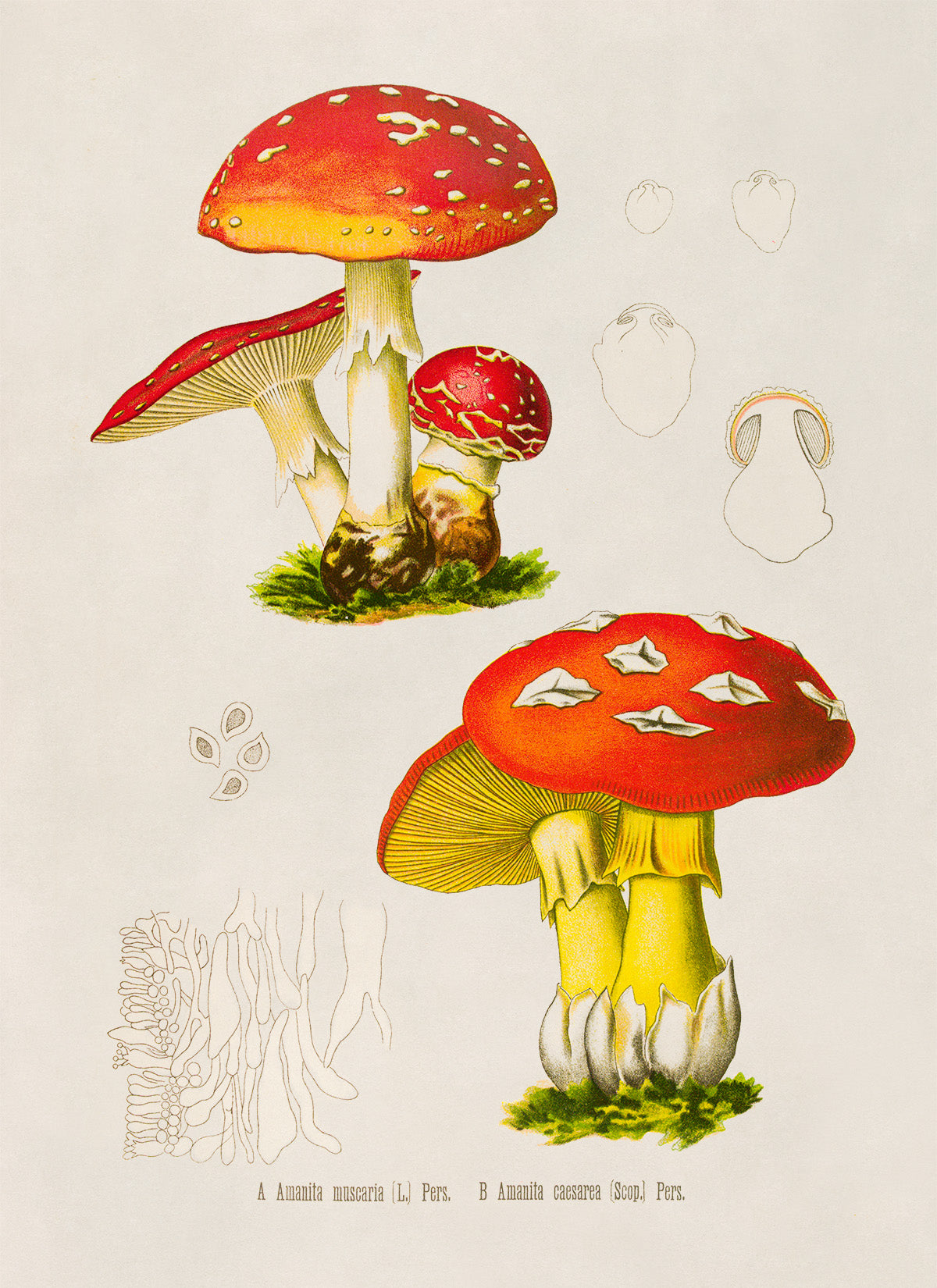 Magic Mushroom Plant Botanical Illustration Print, MOBO287