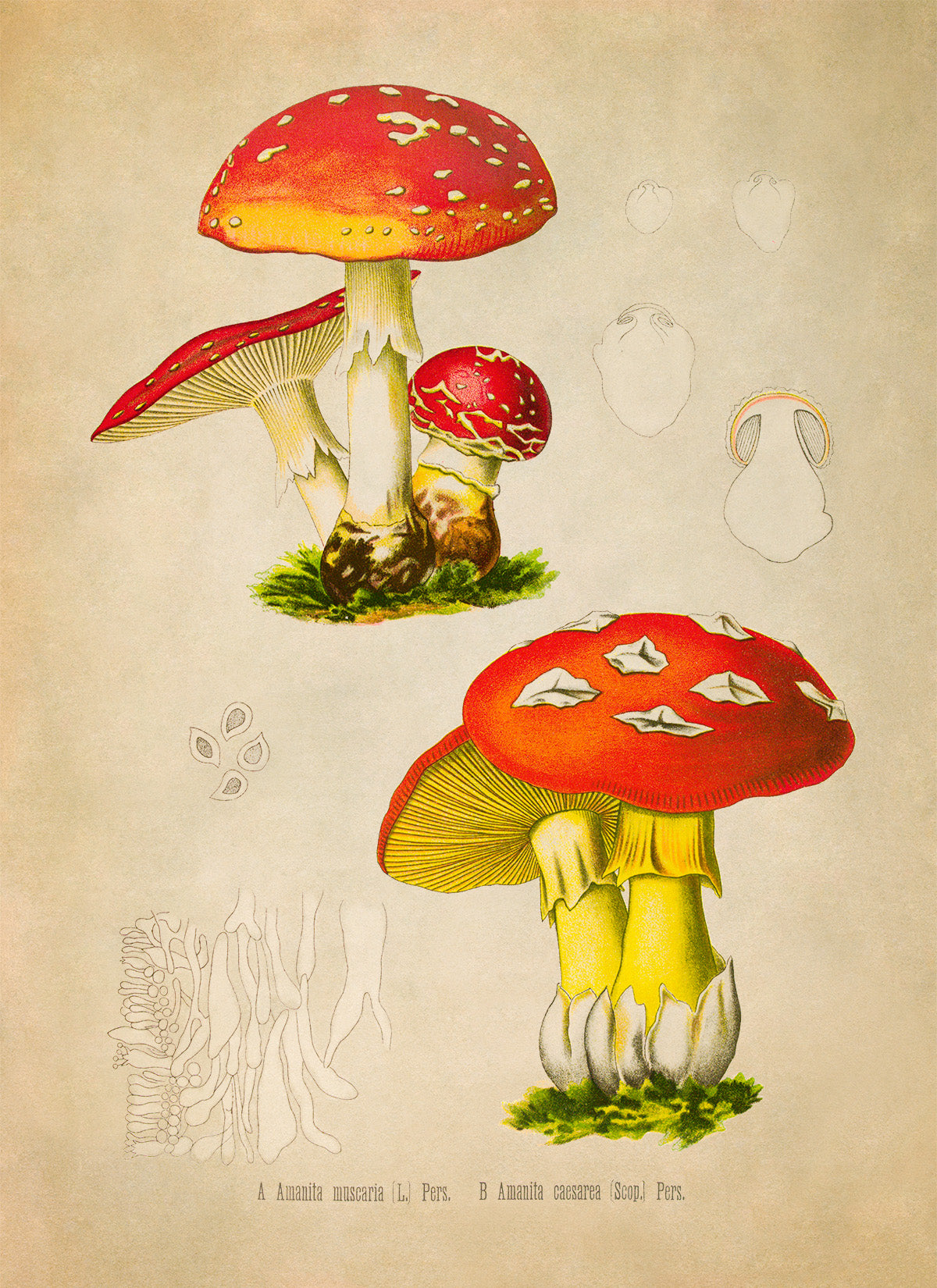 Magic Mushroom Plant Botanical Illustration Print, MOBO287