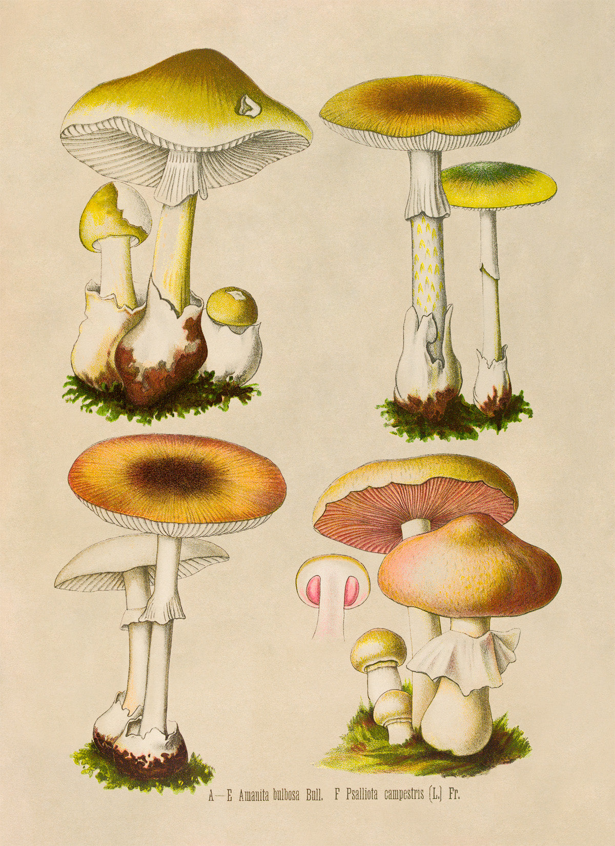 Mushroom Variety Plant Botanical Illustration Print, MOBO288