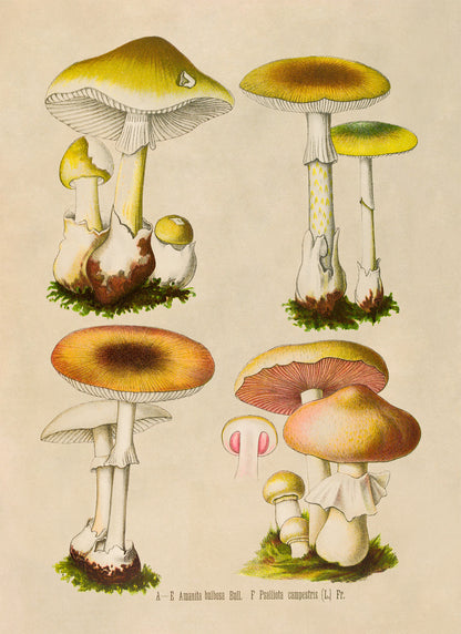 Mushroom Variety Plant Botanical Illustration Print, MOBO288