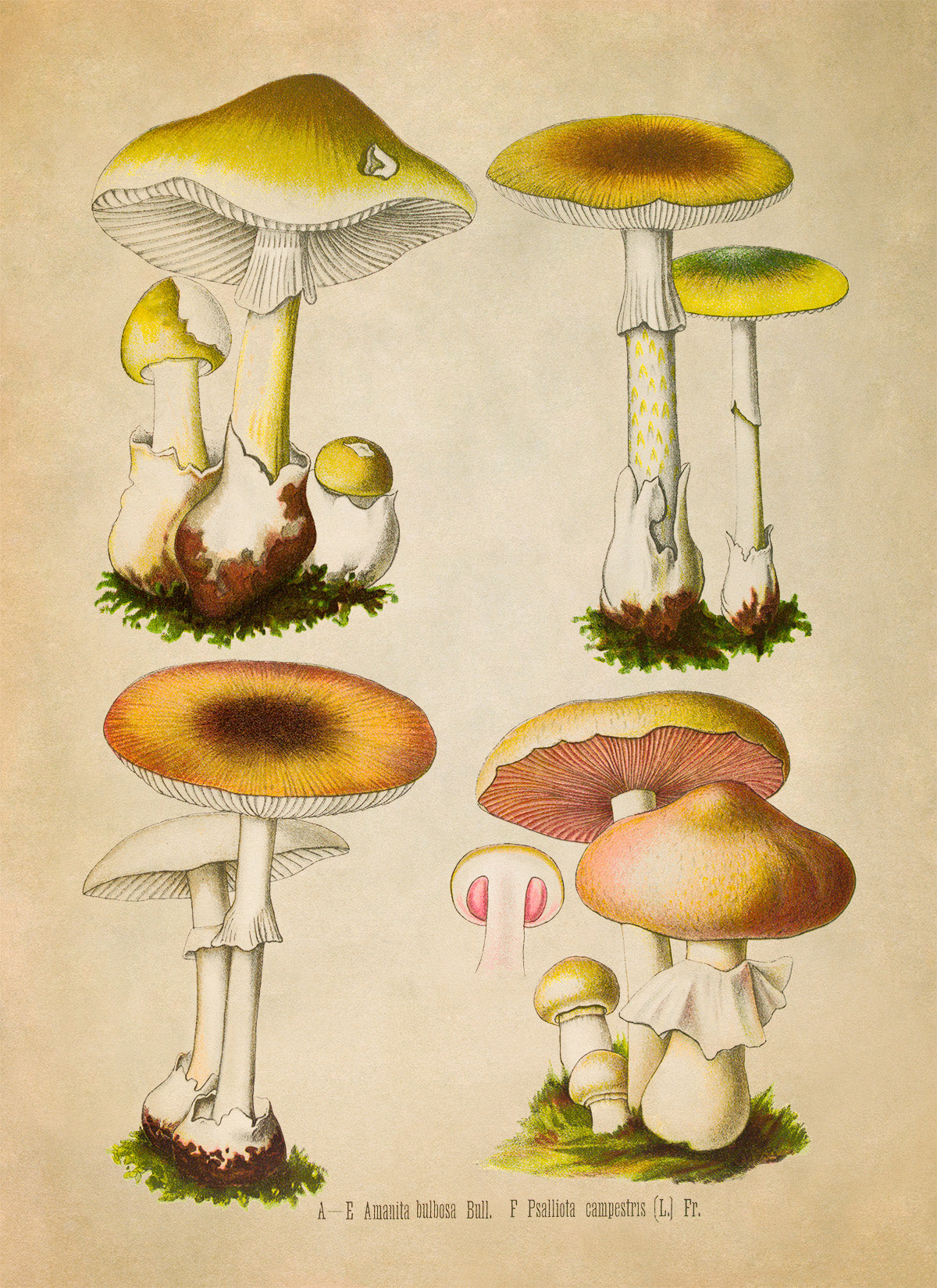 Mushroom Variety Plant Botanical Illustration Print, MOBO288