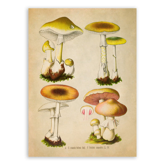 Mushroom Variety Plant Botanical Illustration Print, MOBO288