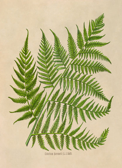 Fern Plant Botanical Illustration Print, MOBO291