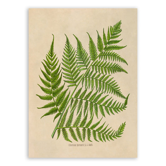 Fern Plant Botanical Illustration Print, MOBO291