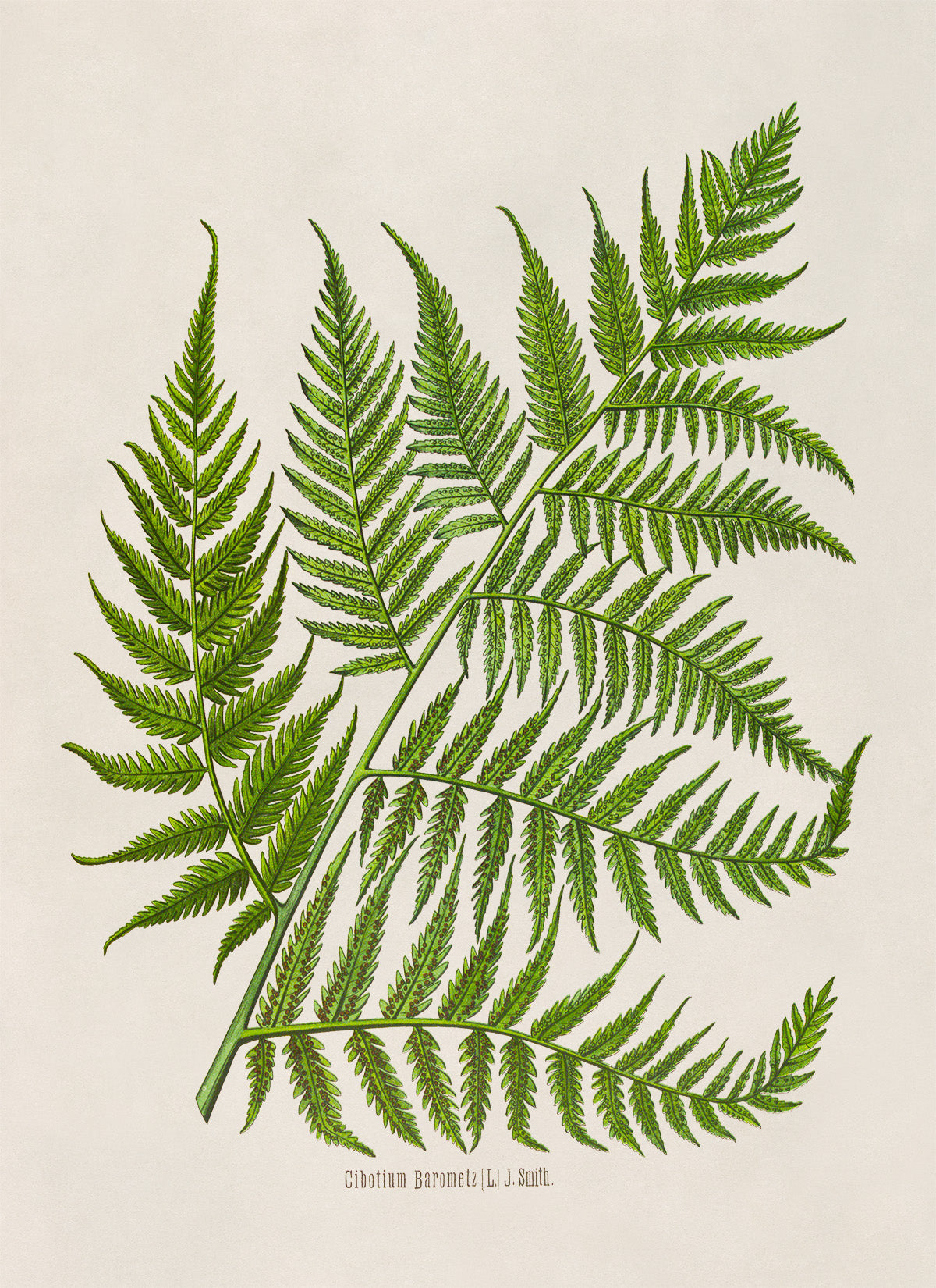 Fern Plant Botanical Illustration Print, MOBO291