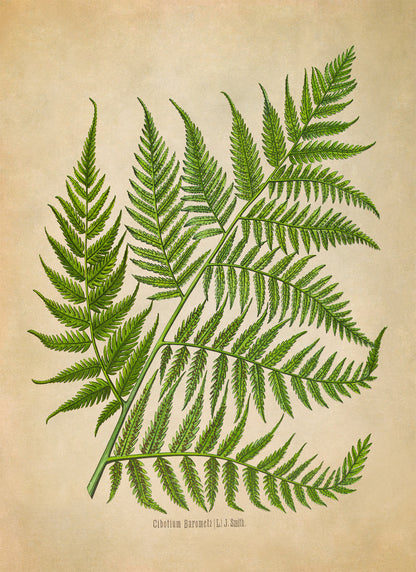 Fern Plant Botanical Illustration Print, MOBO291