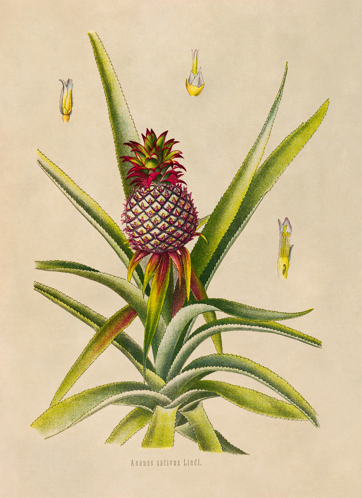 Pineapple Fruit Plant Botanical Illustration Print, MOBO292