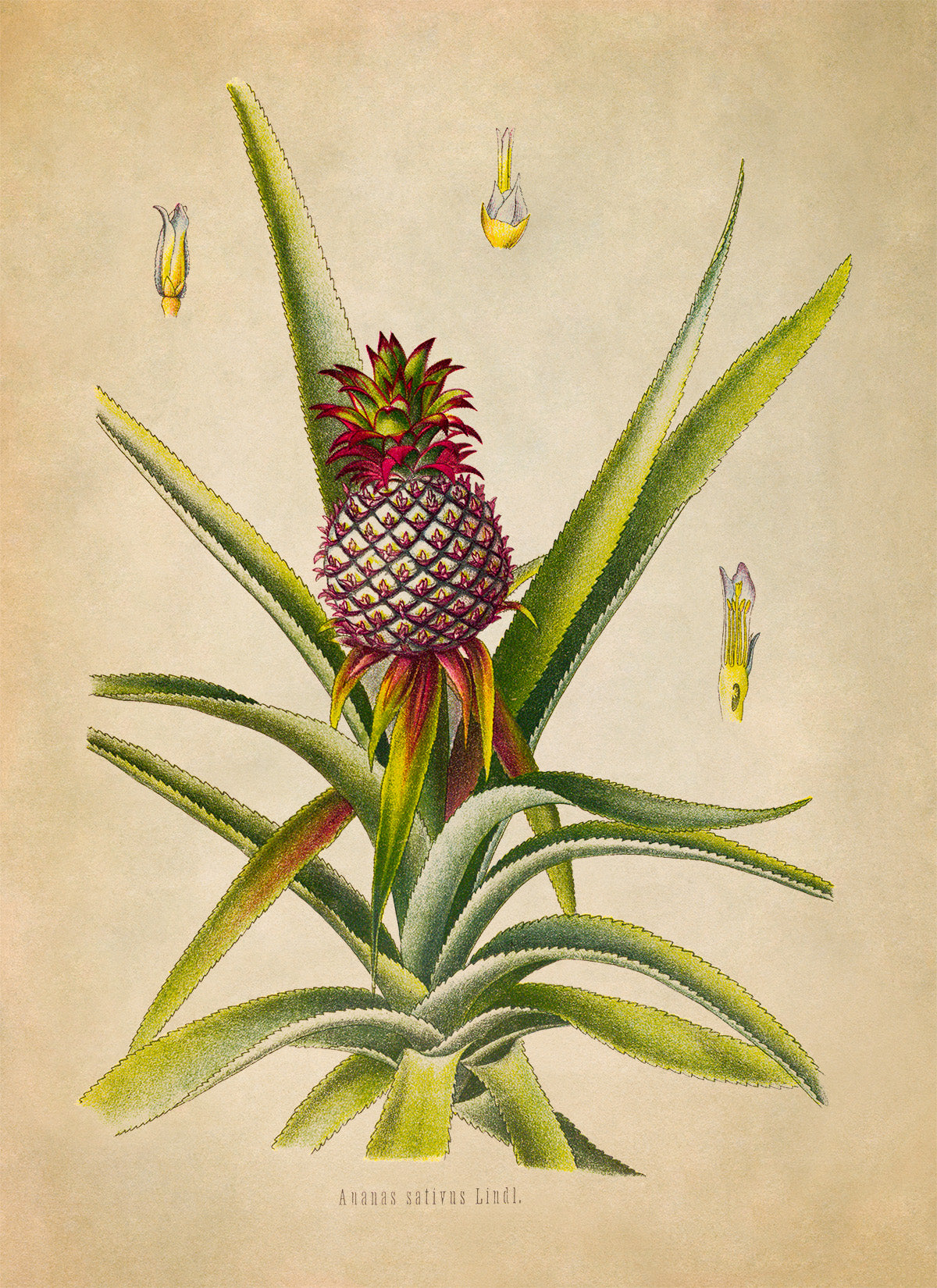 Pineapple Fruit Plant Botanical Illustration Print, MOBO292