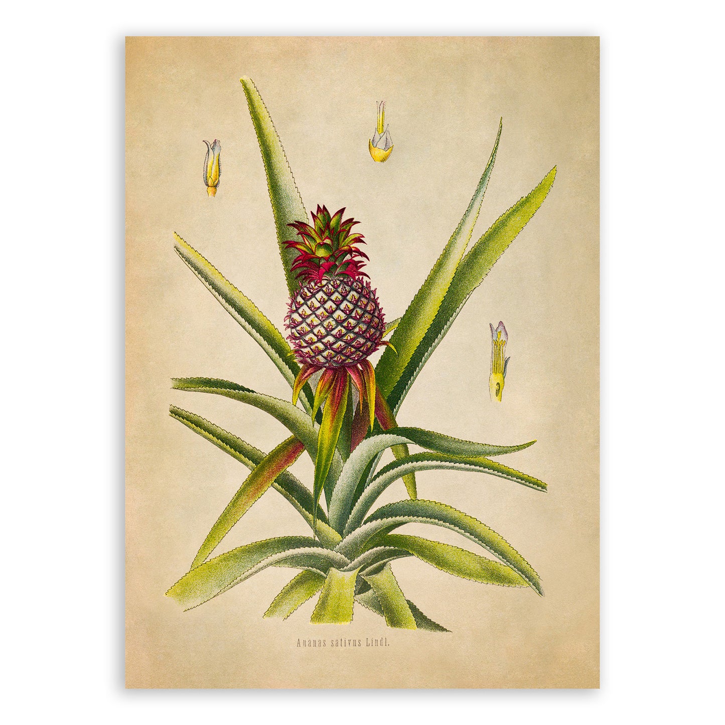 Pineapple Fruit Plant Botanical Illustration Print, MOBO292