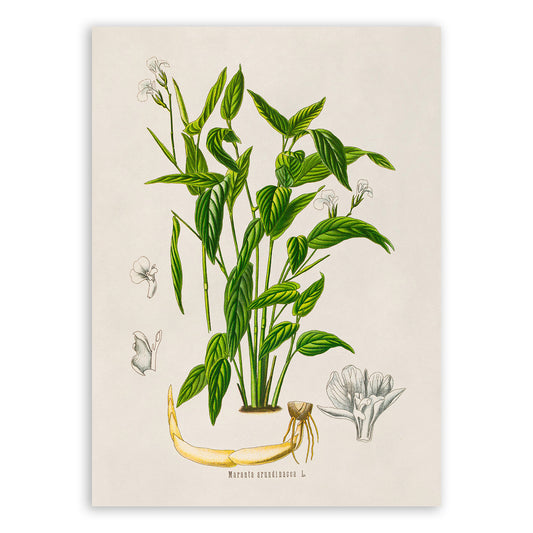 Arrowroot Plant Botanical Illustration Print, MOBO293