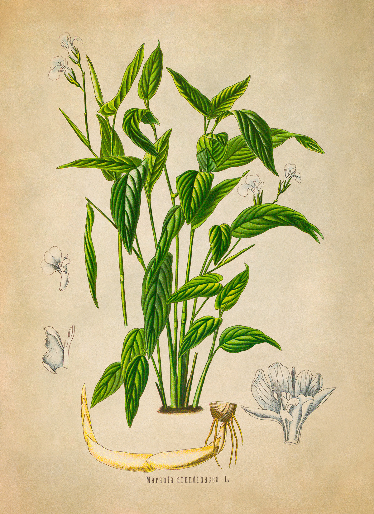 Arrowroot Plant Botanical Illustration Print, MOBO293