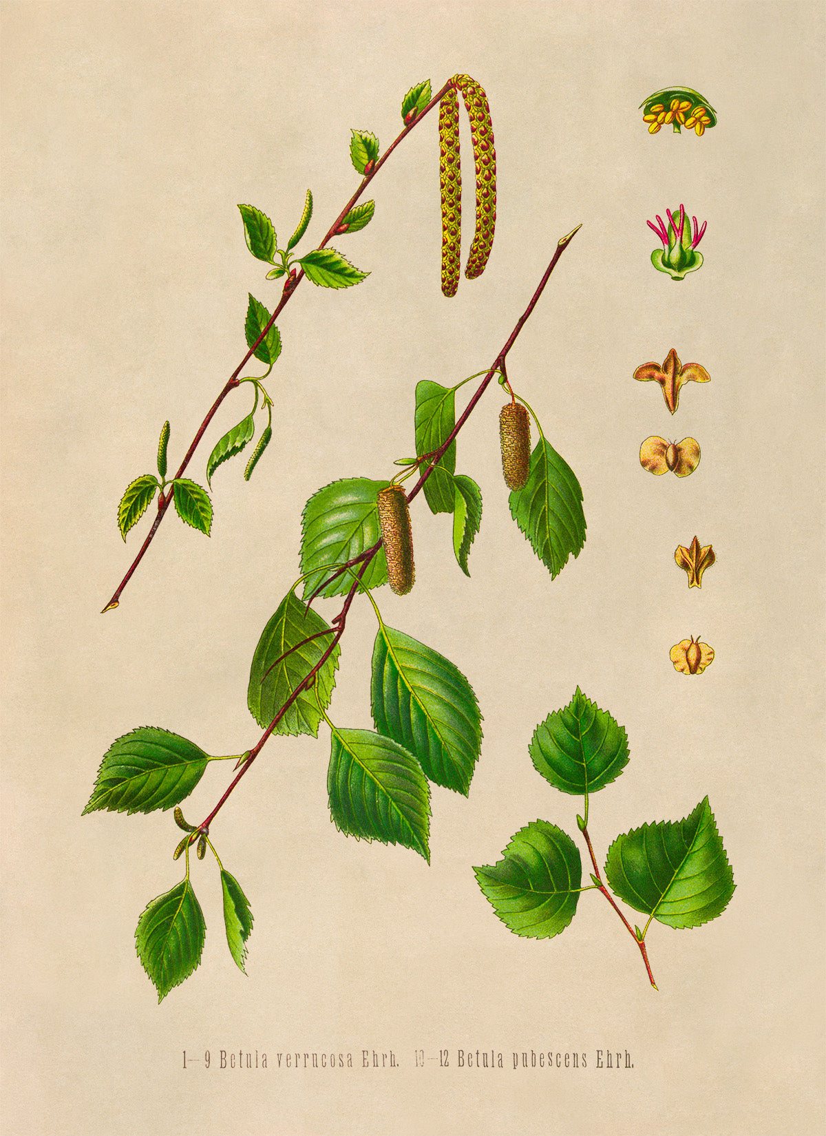 Birch Tree Species  Botanical Illustration Print, MOBO294