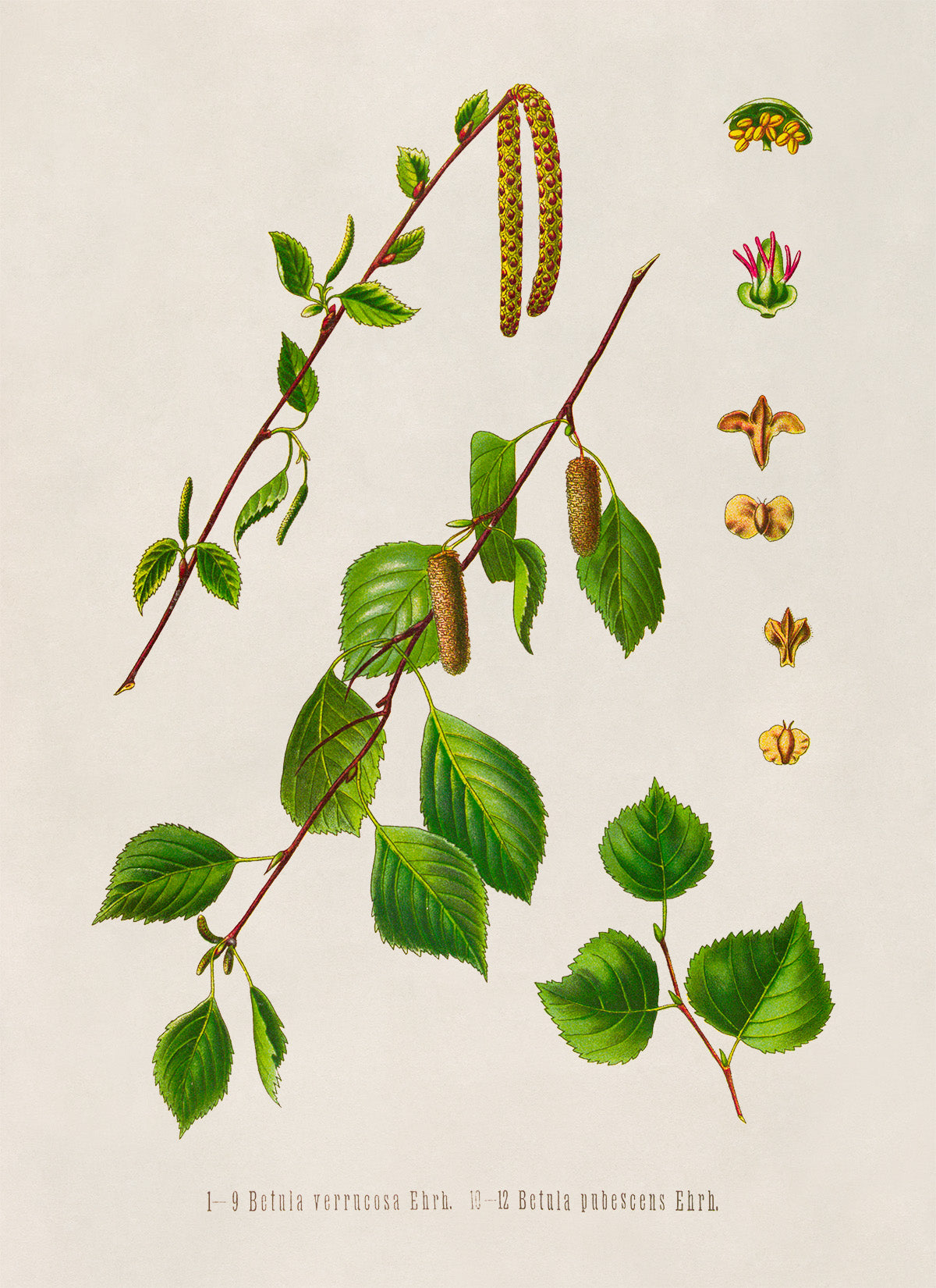 Birch Tree Species  Botanical Illustration Print, MOBO294