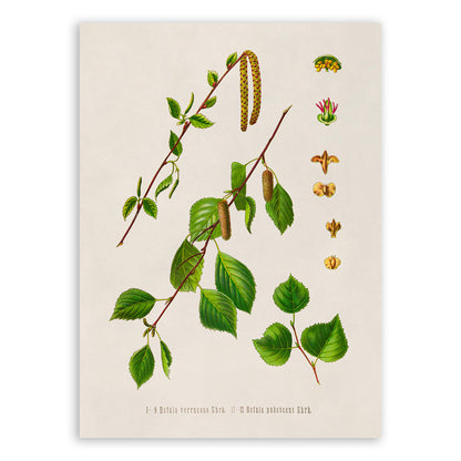 Birch Tree Species  Botanical Illustration Print, MOBO294