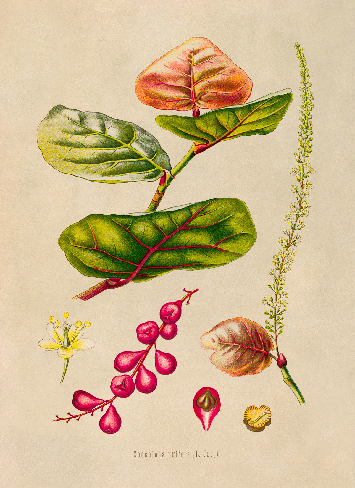 Seagrape Plant Botanical Illustration Print, MOBO295