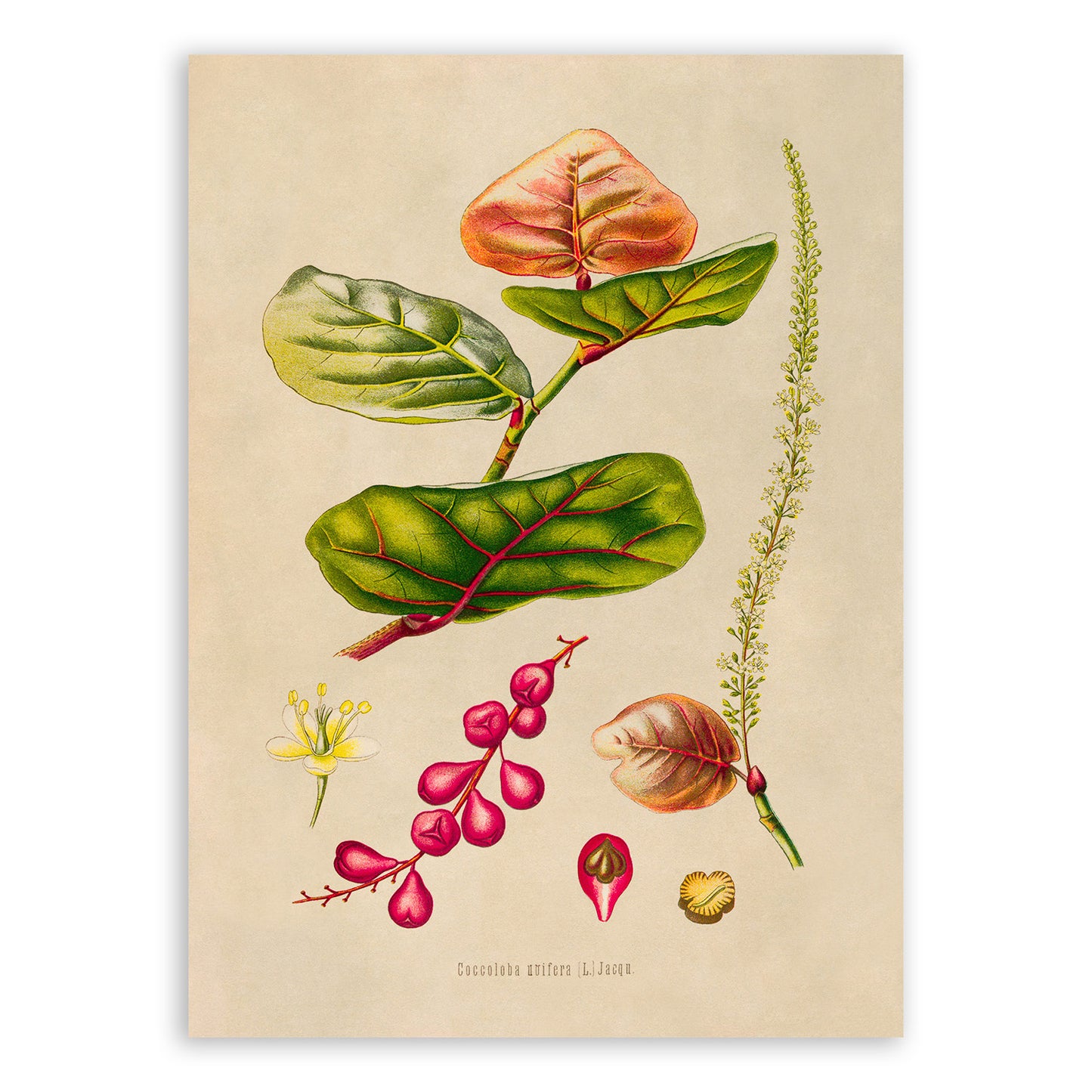 Seagrape Plant Botanical Illustration Print, MOBO295