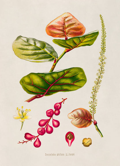 Seagrape Plant Botanical Illustration Print, MOBO295