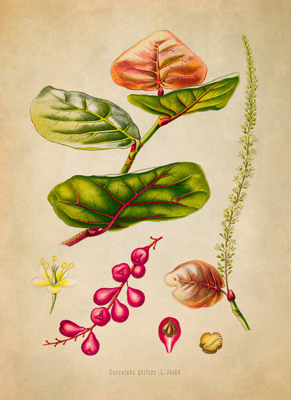 Seagrape Plant Botanical Illustration Print, MOBO295