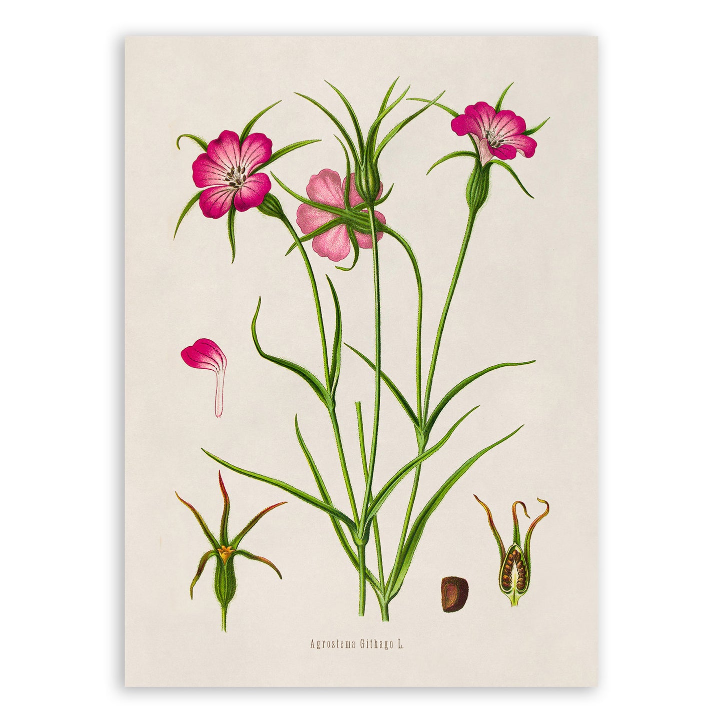 Corncockle Flower Botanical Illustration Print, MOBO296