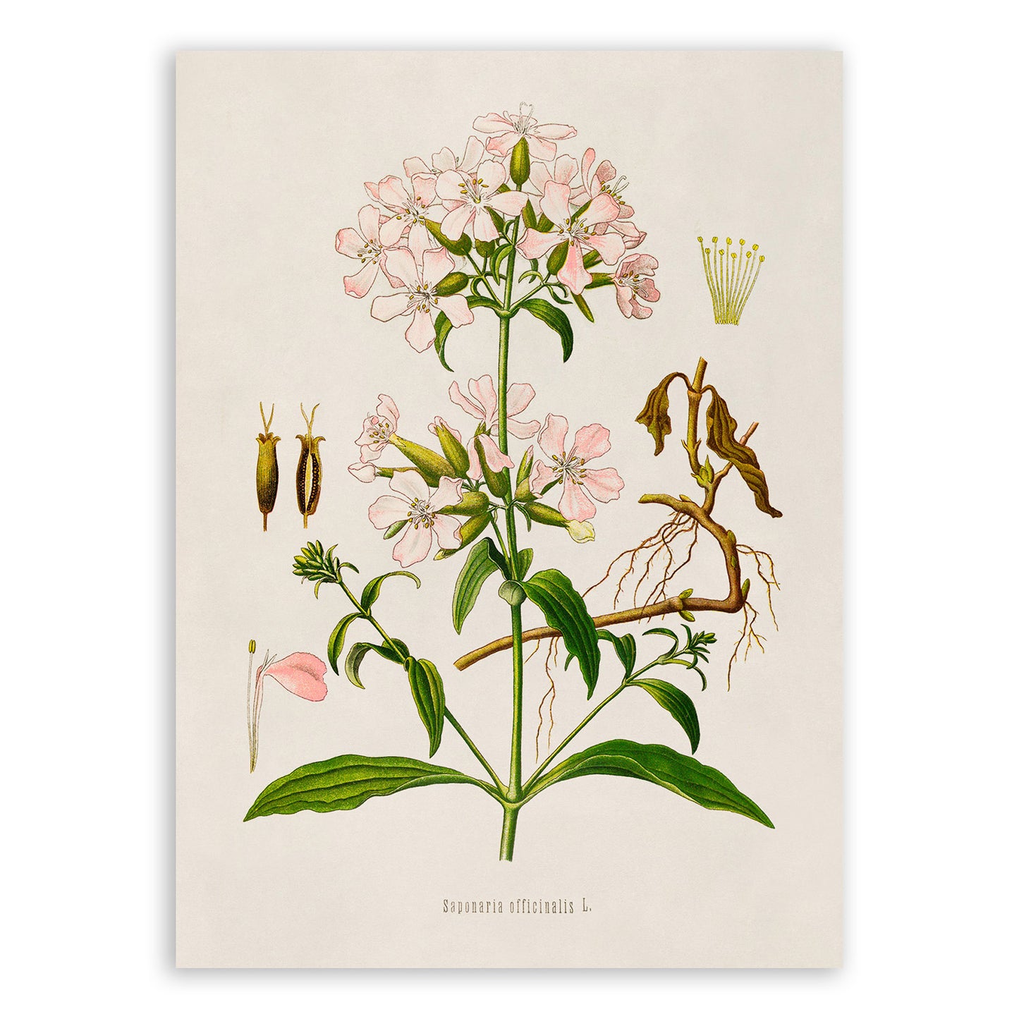 Wild Sweet William Plant Botanical Illustration Print, MOBO297