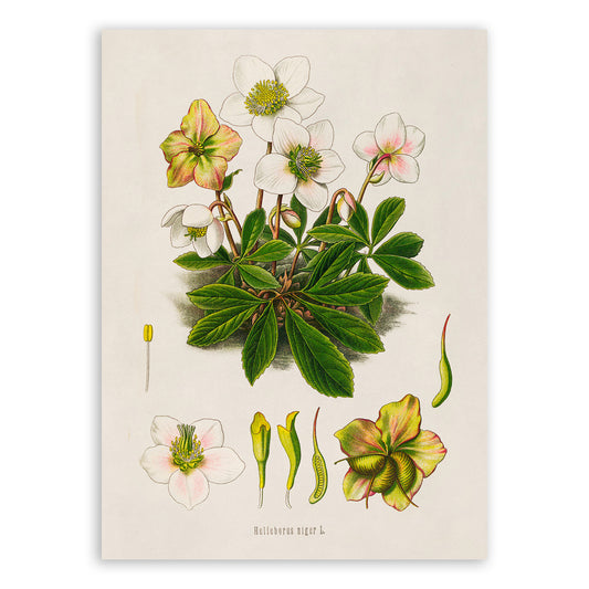 Black Hellebore Plant Botanical Illustration Print, MOBO298