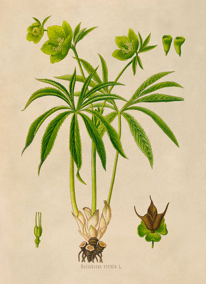 Green Hellebore Plant Botanical Illustration Print, MOBO299